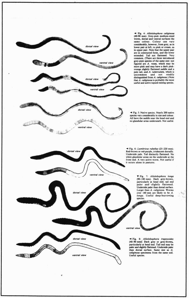 MAF Earthworm pamphlet
