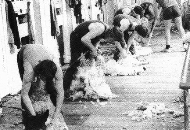 Ken Paulke's shearing gang