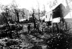 A cordwood road at Adamsfield